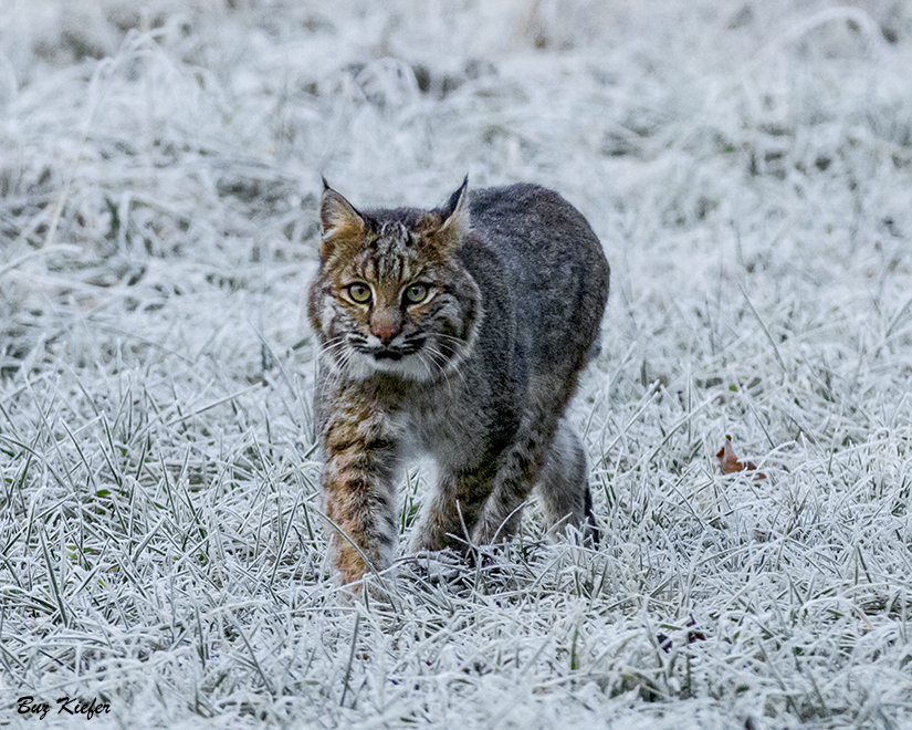 Bobcat on a Frosted Field 