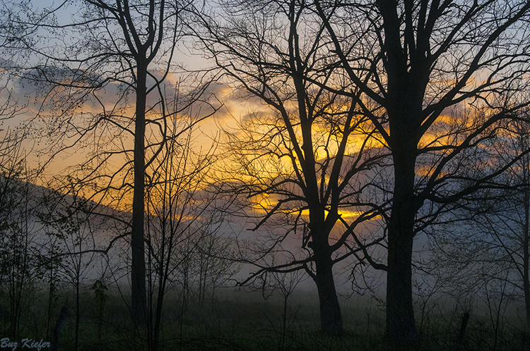 Sunrise Beyond the Trees and Fog 