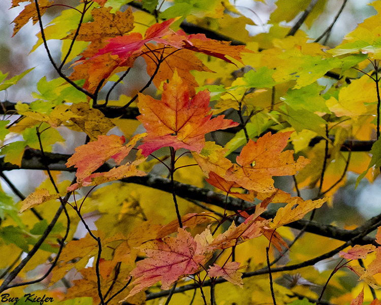 Maple Leaves 
