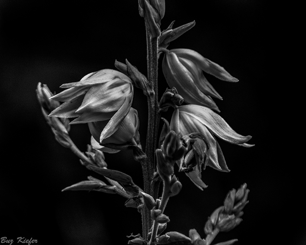 Yucca 