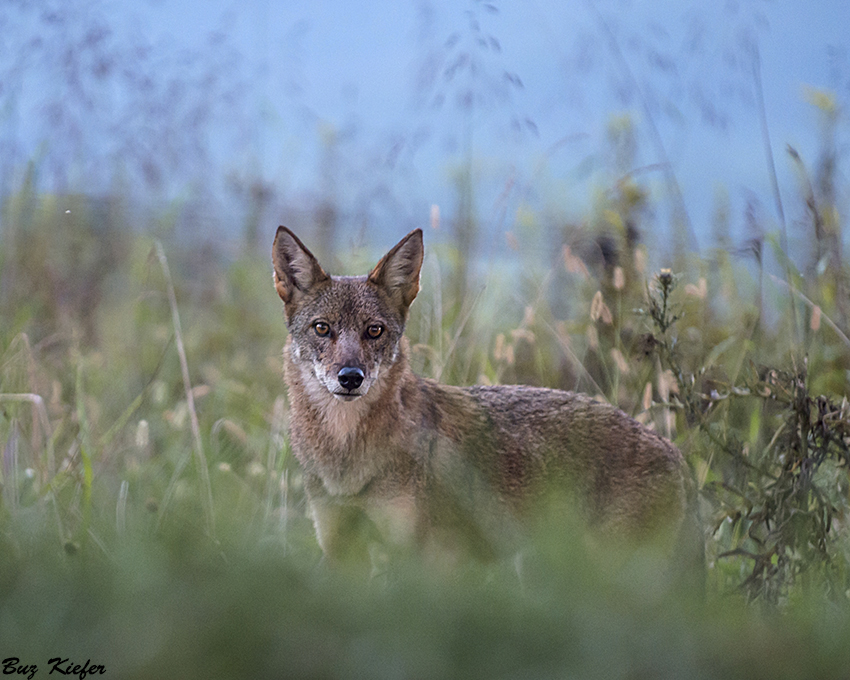 Young Coyote at Dusk 