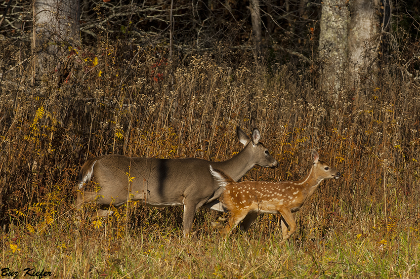 Late in the Year Fawn