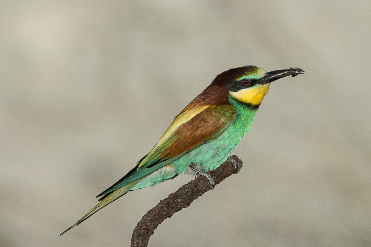 European Bee Eaters shot at Big Bay