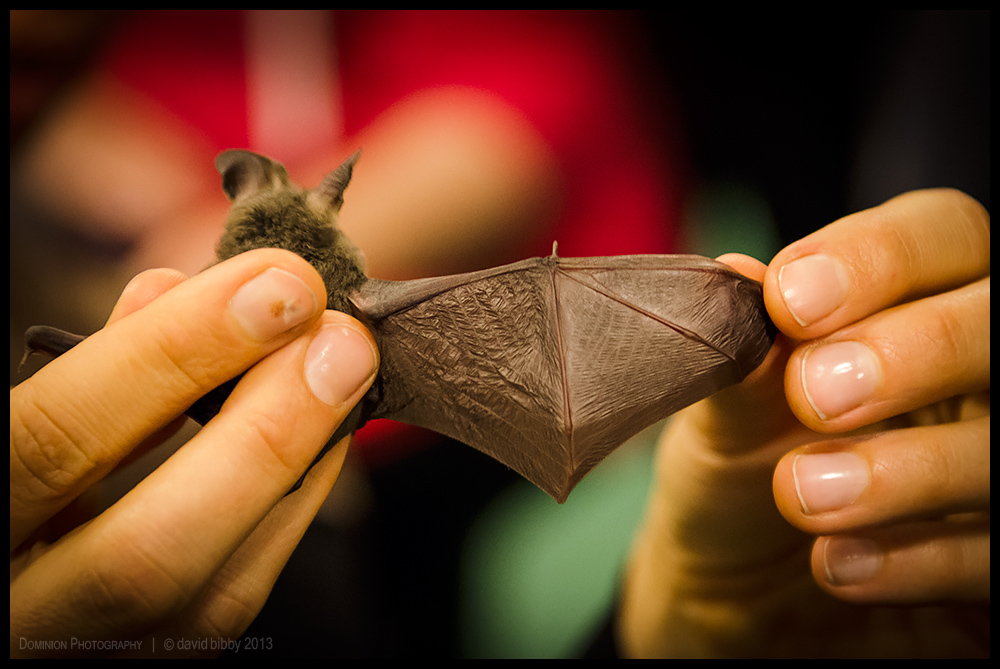 Nigel shows us his wings 4