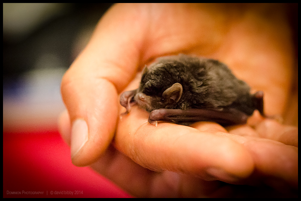 Baby large bentwing bat being hand reared