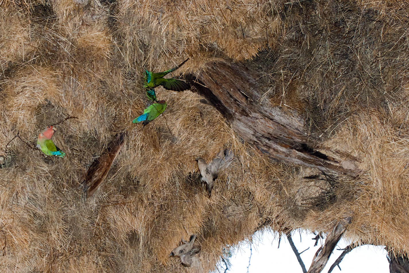 Weaver Nest