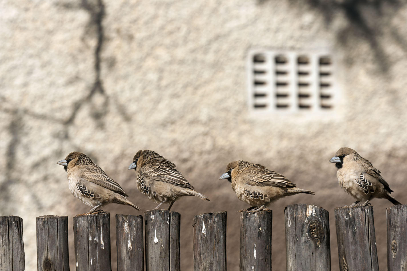 Sociable Weaver