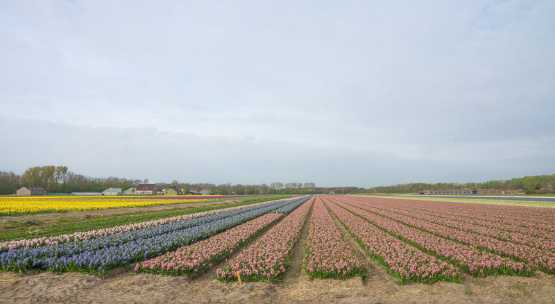 2014 nl;mc0055-2.jpg