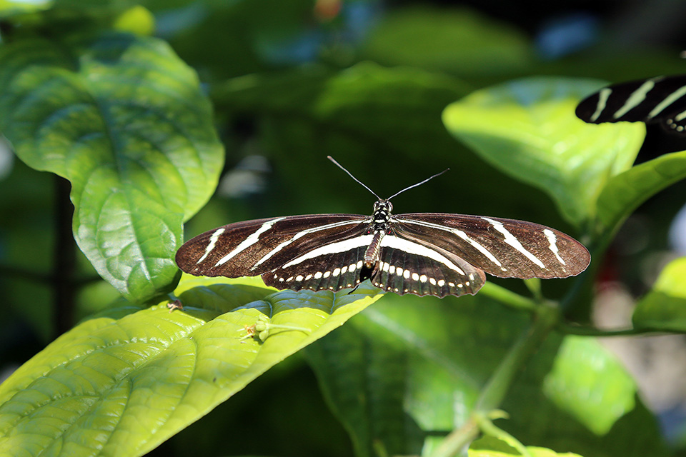 Cockrell Butterfly Museum0493fixweb.jpg