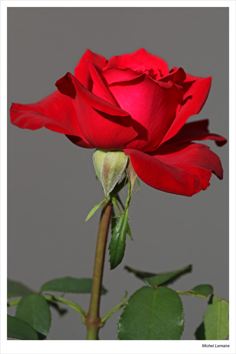 Rose-25w.jpg