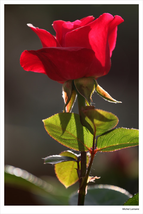 Rose-29w.jpg