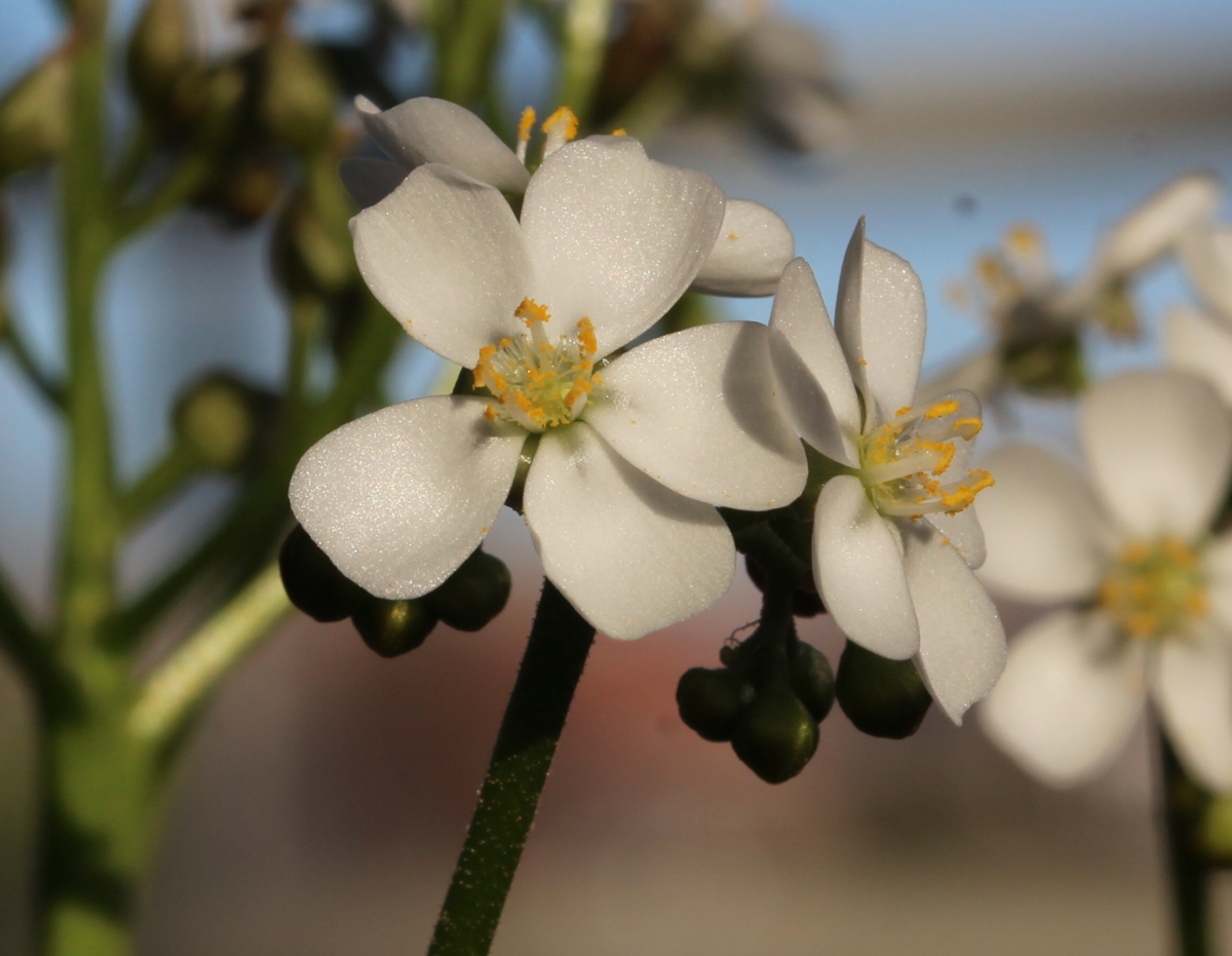 Drosera aff. stolonifera ( giant hills form )