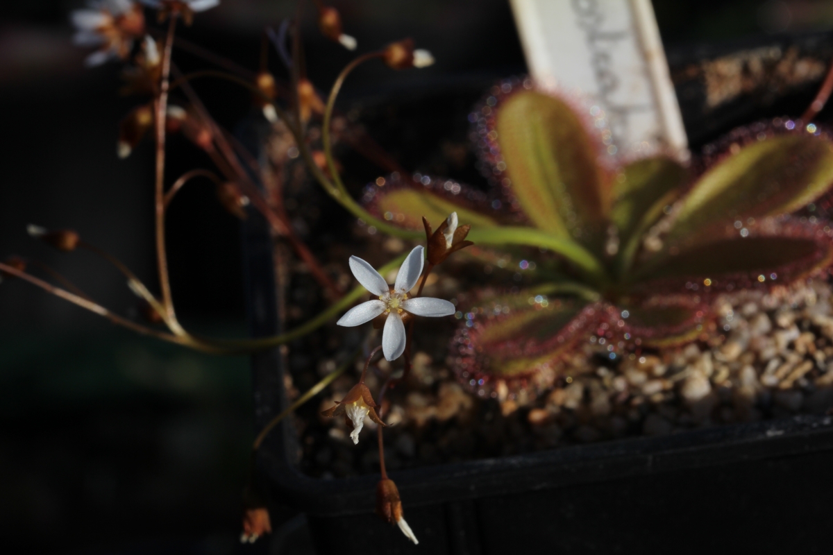 Drosera prostratoscaposa