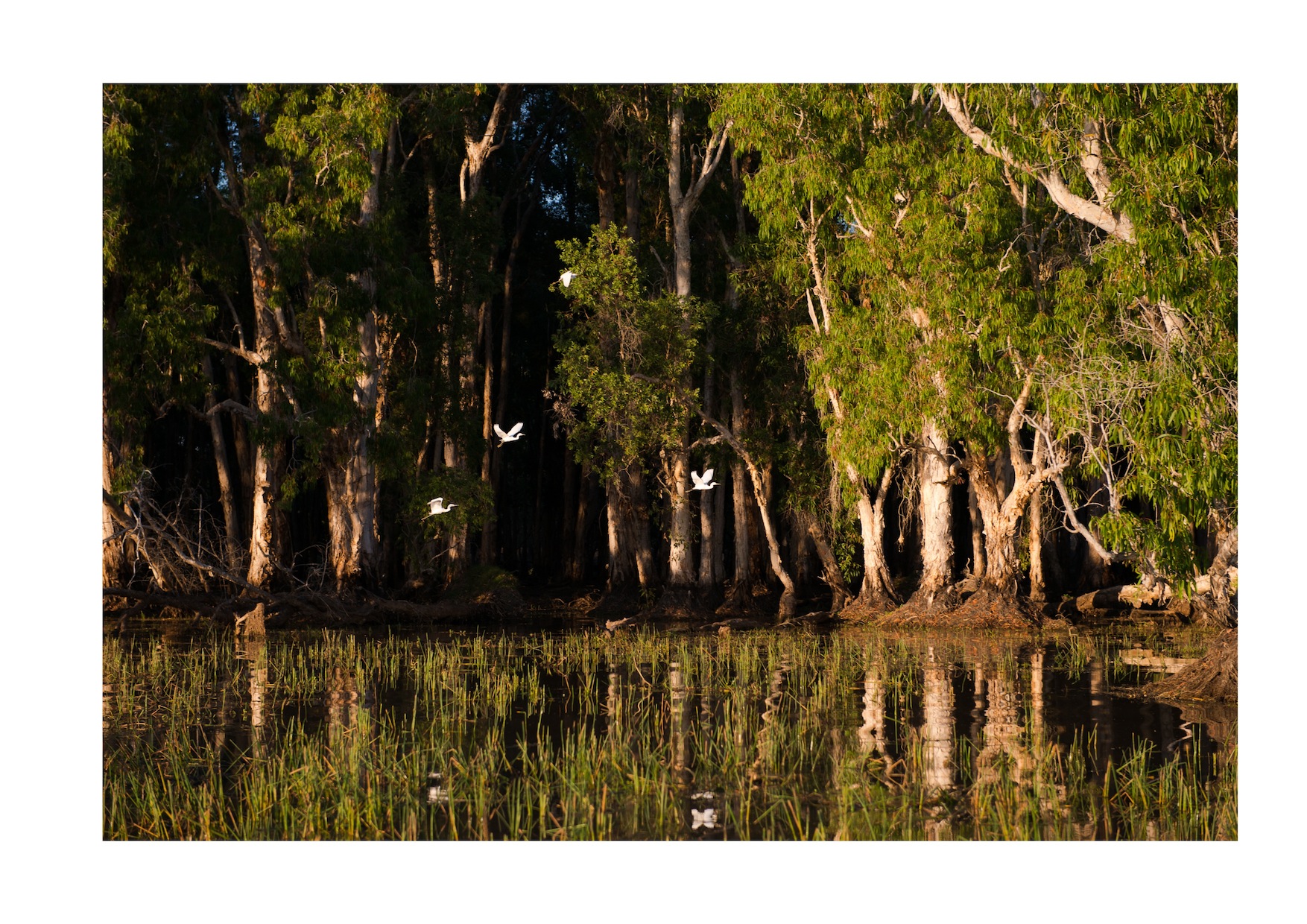 Swamp, Australia