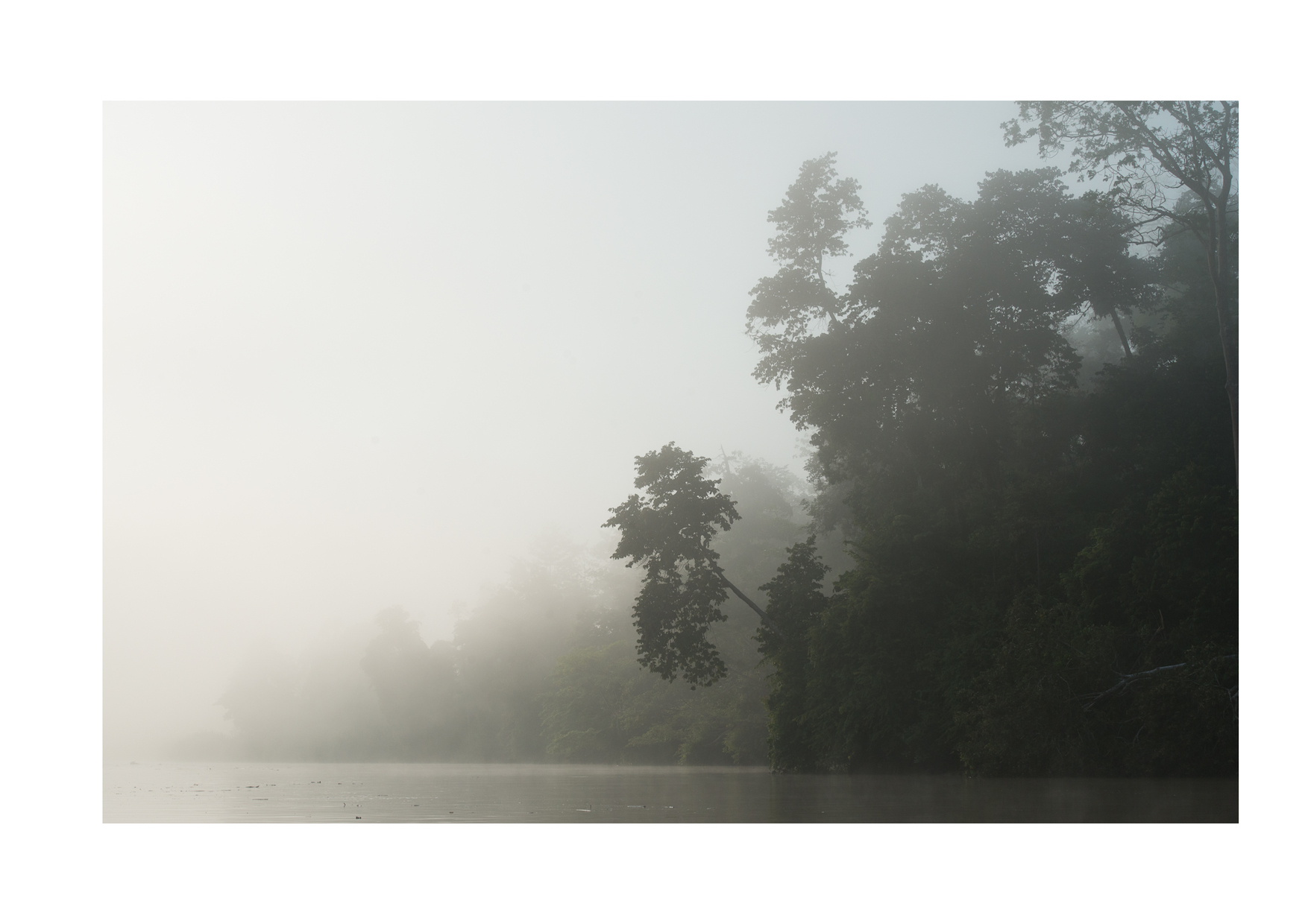 Borneo, dawn