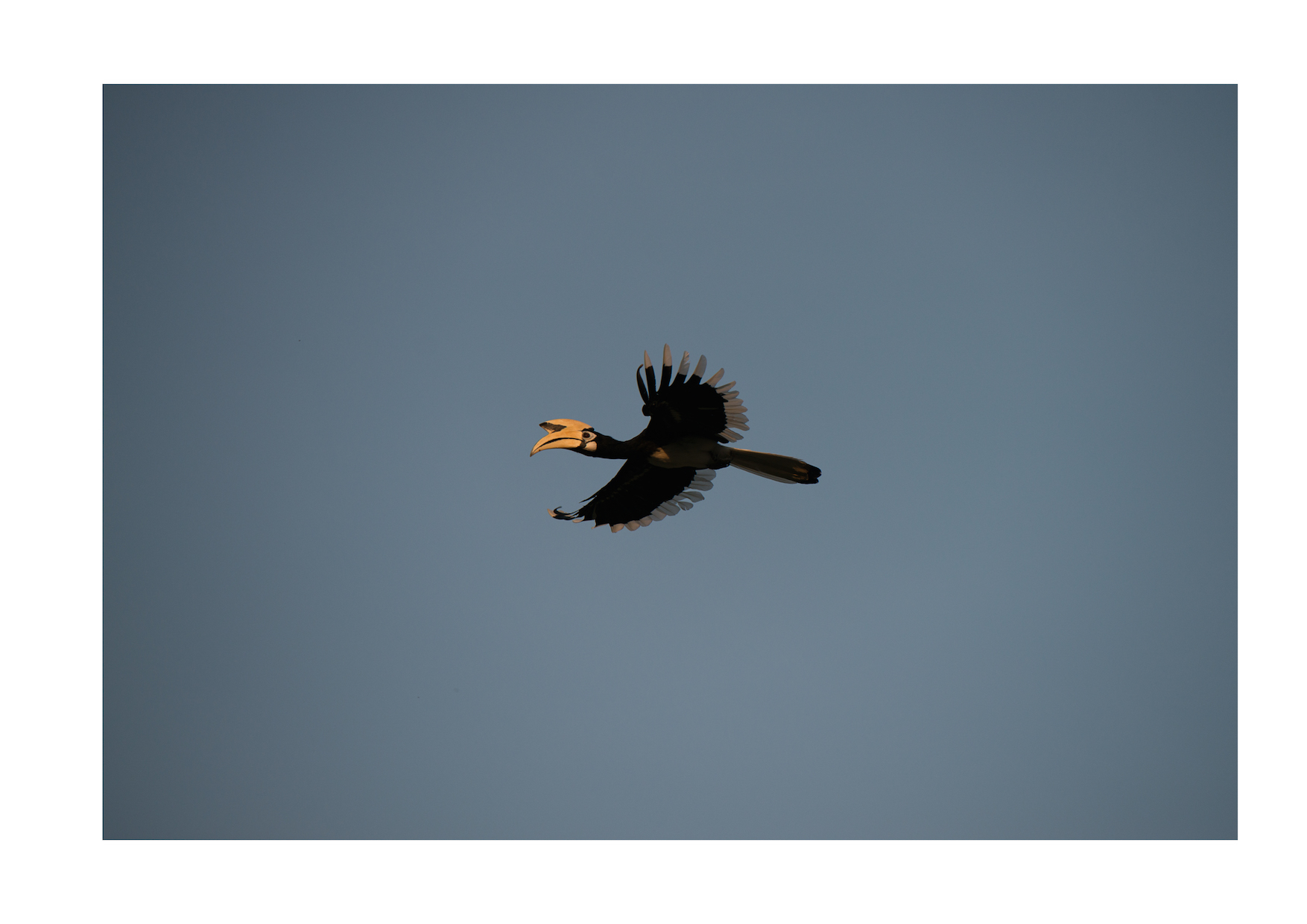 Hornbill, Borneo