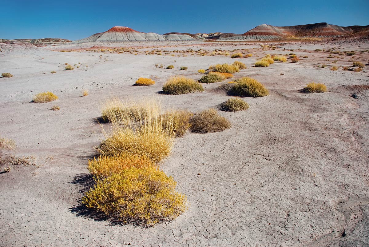 Badlands - Petrified Forest