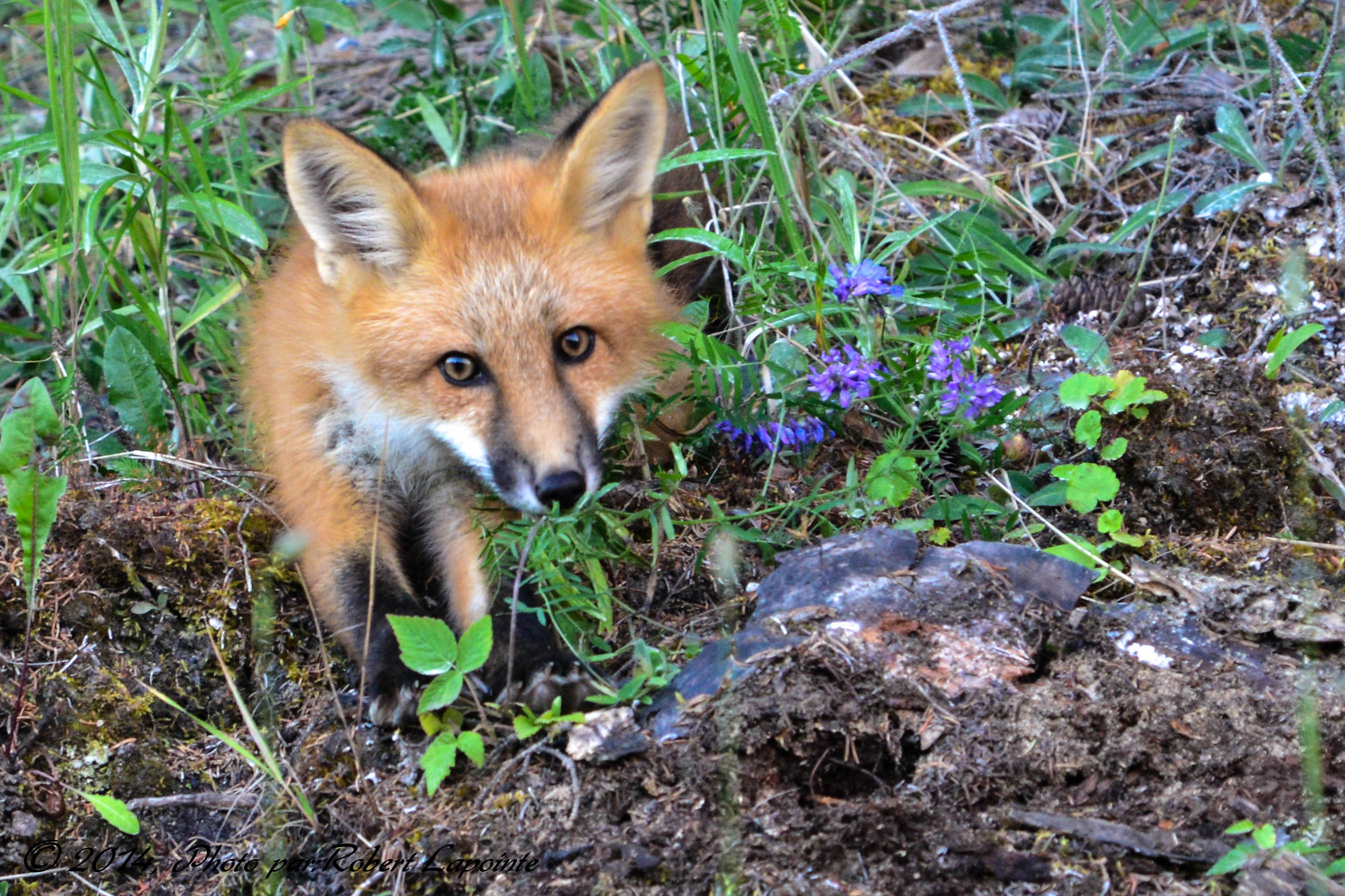 Renard roux