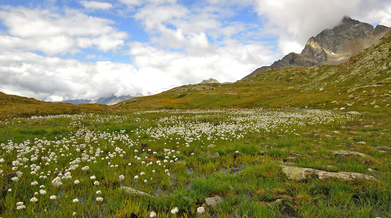 Val Viola Bormina