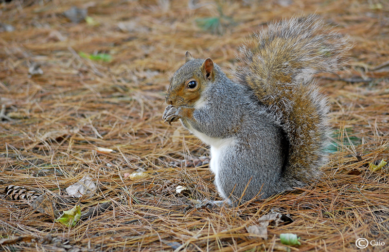 Grey squirrel