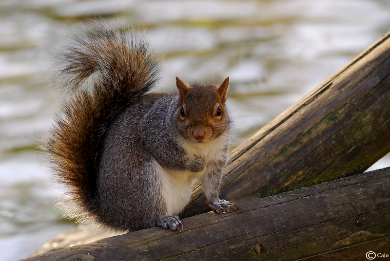 Grey squirrel