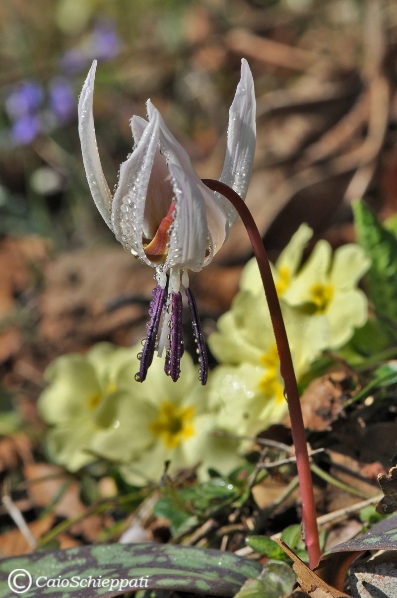 Erythronium dens-canis