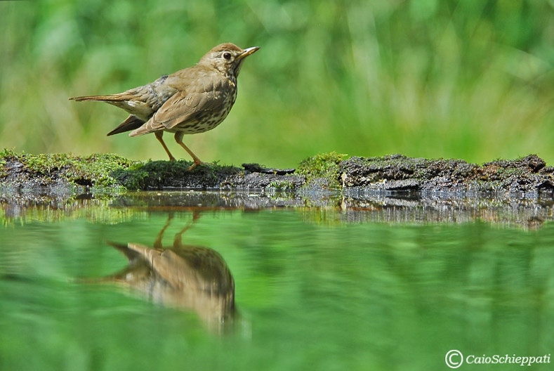 Song thrush (Tordo bottaccio)