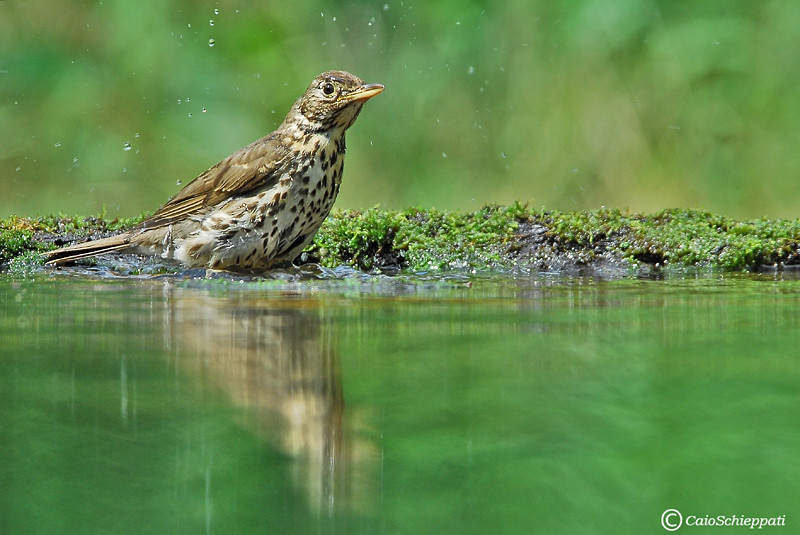 Song thrush (Tordo bottaccio)