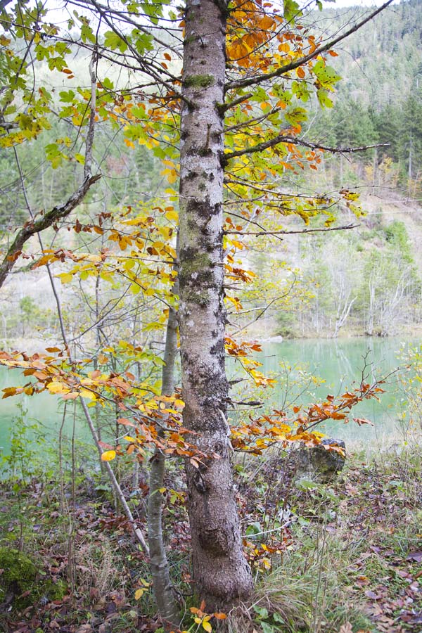Tree Colour 4338.jpg