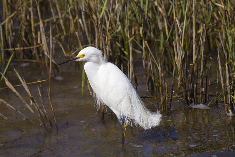 Egret 6474.jpg
