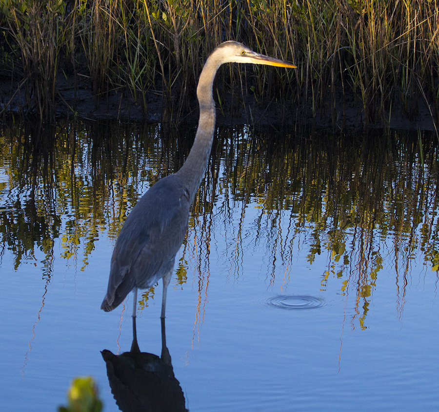 GBH 6656.jpg