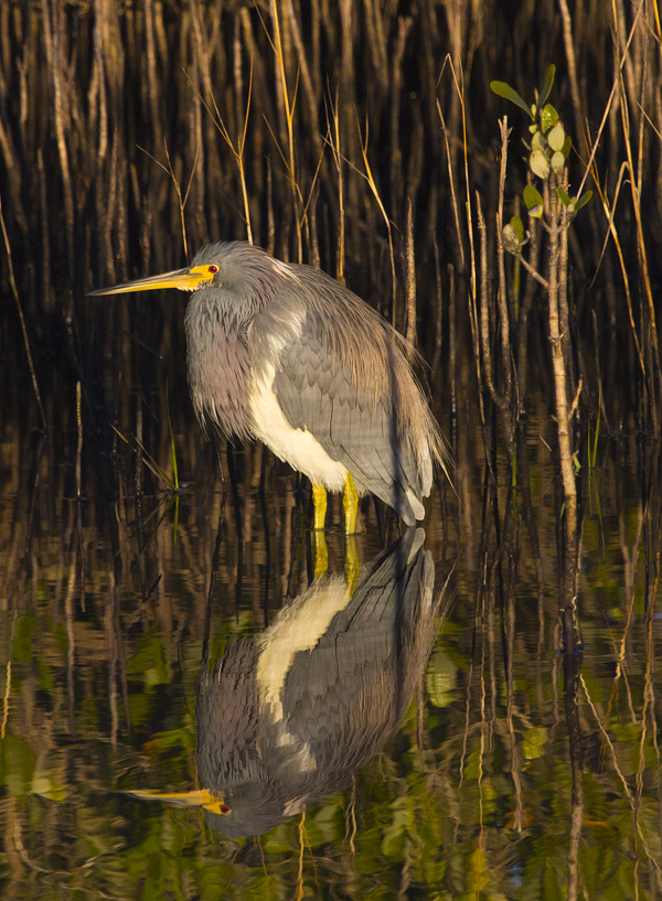 Heron 6667.jpg