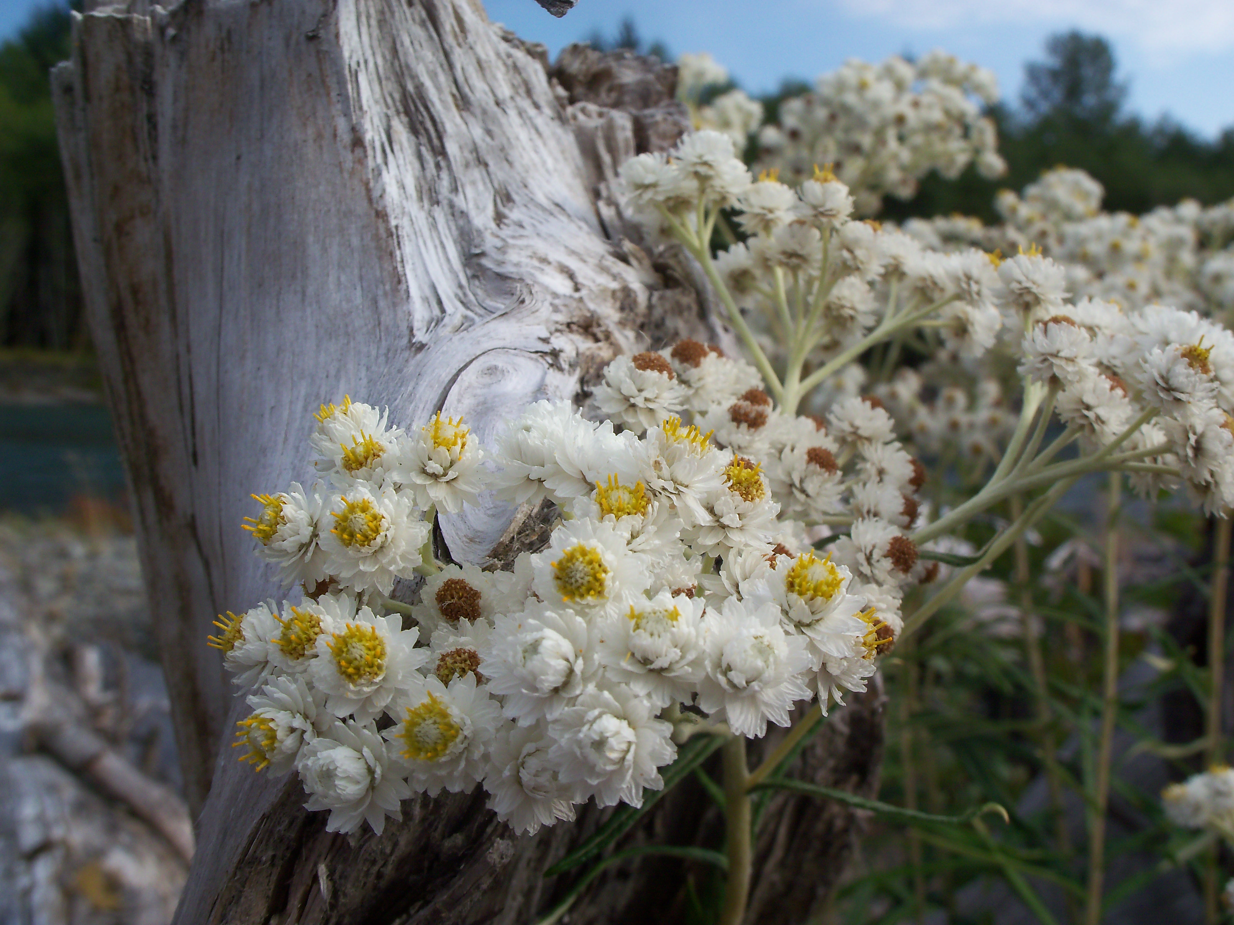 washington summer of 2013 094.JPG