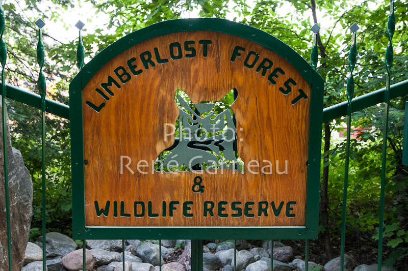 LimberlostRace-2012-2351.jpg