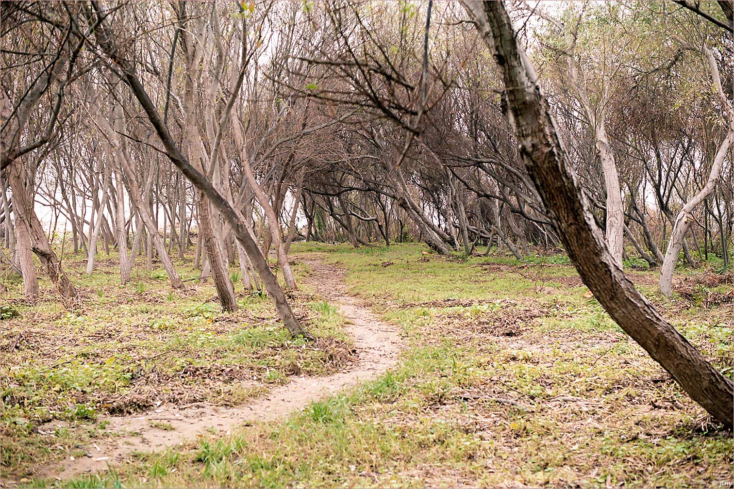 Beach Forest