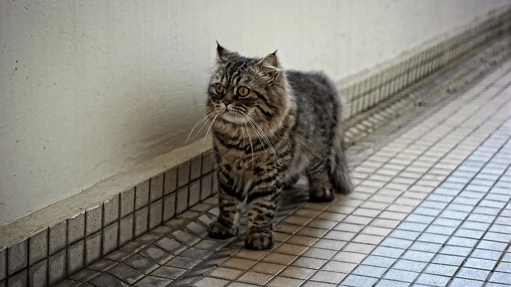 Neko