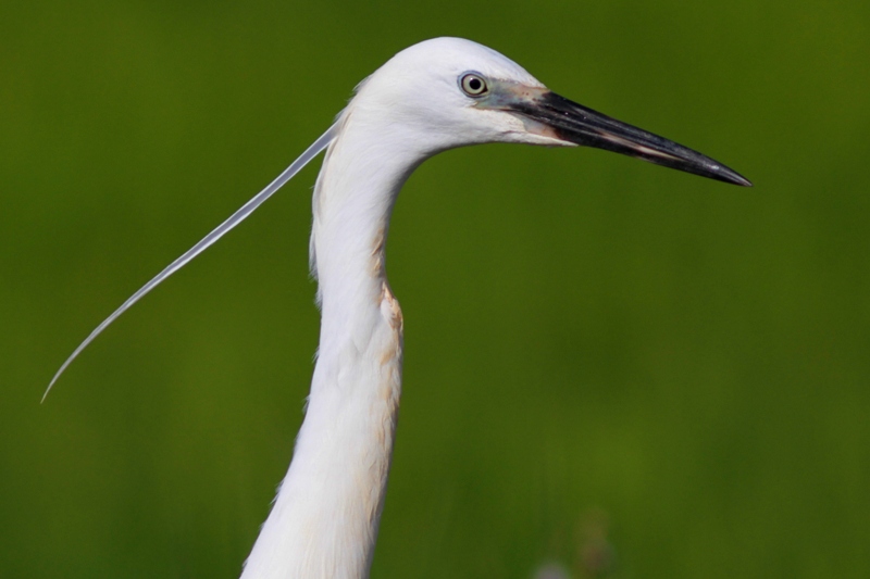 Little Egret - Egretta garcetta - Garceta comn - Martinet Blanc