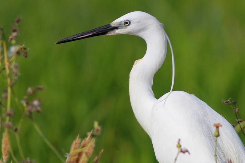 Little Egret - Egretta garcetta - Garceta comn - Martinet Blanc