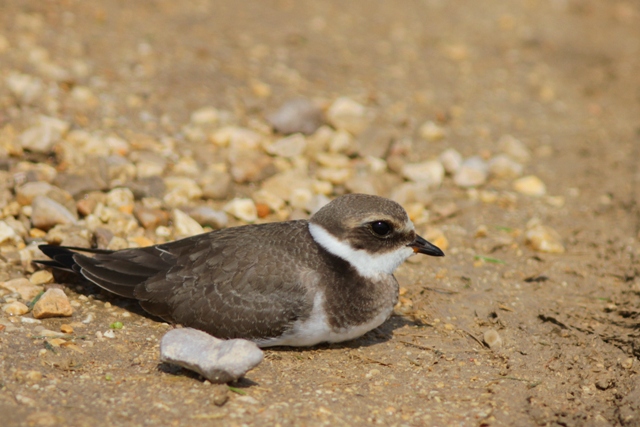 Young Ringed Plover - Charadrius hiaticula - Chorlitejo grande - Corriol gros