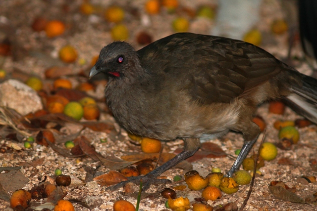 Plain Chacalaca - Ortalis vetula