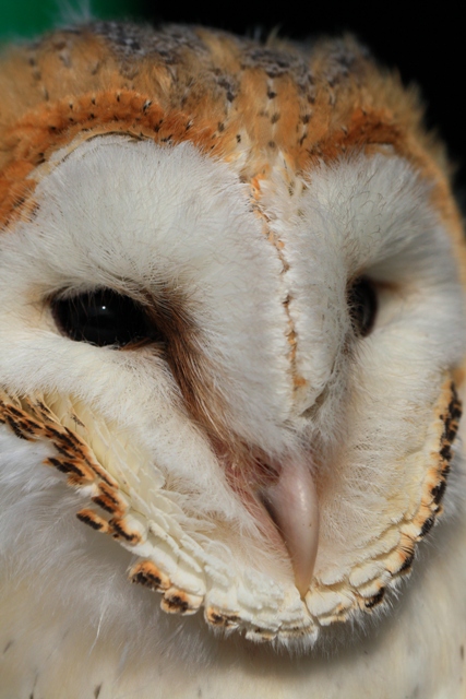 Barn Owl - Tyto alba possible gutata - Lechuza - liba