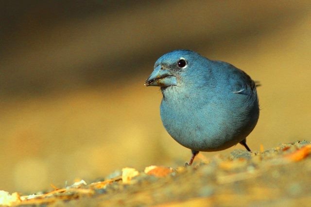 Blue Chaffinch - Fringilla teydea teydea - Pinzon Azul del Teide - Pinsa blau del Teide