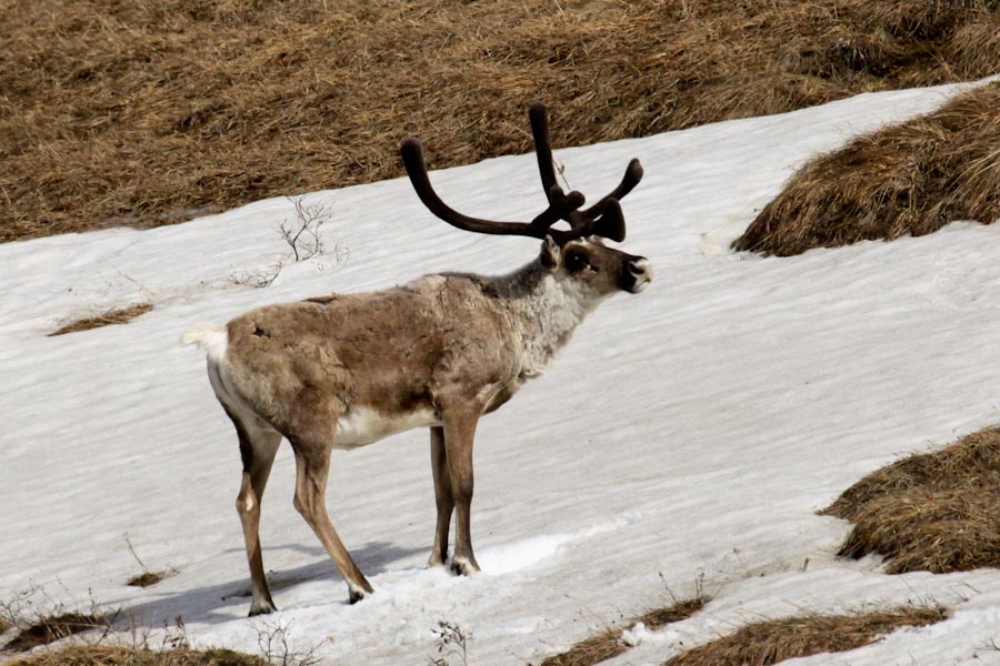 Caribou in Denali