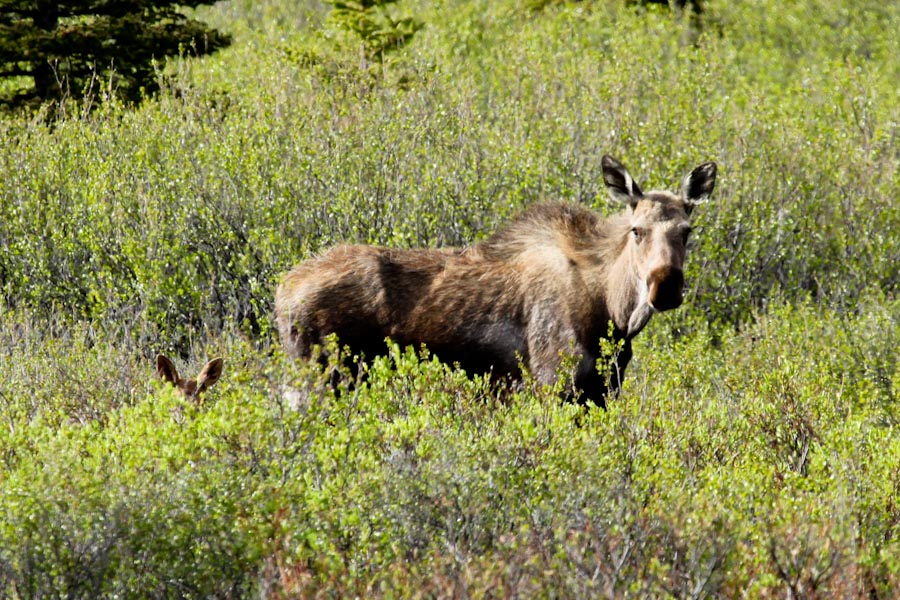 Momma moose with trailing calf