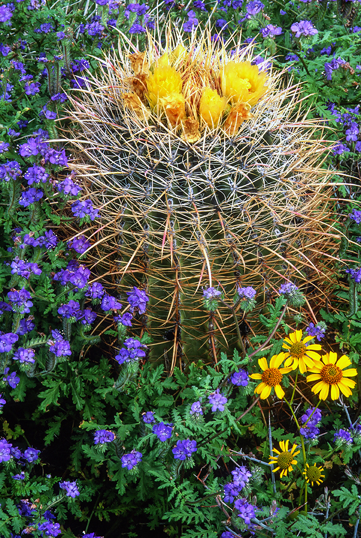  California barrel cactus, brittlebush and phacelia, South Mountain Park, Phoenix, AZ