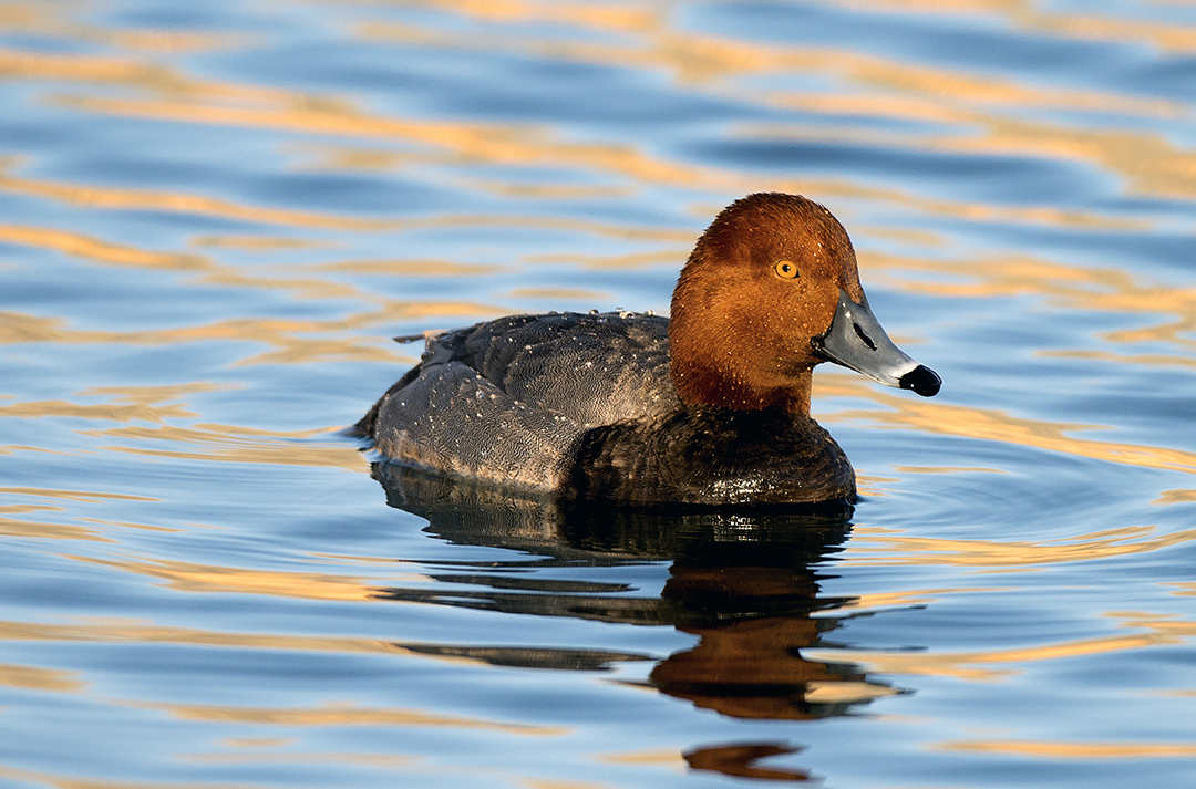 Redhead Duck, Dead Horse Ranch State Park, Cottonwood, AZ