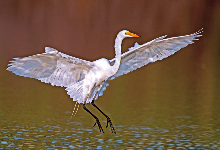 Great Egret