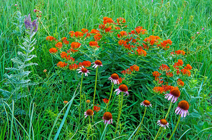 Lead Plant, Butterfly-weed, Pale Purple Coneflower 