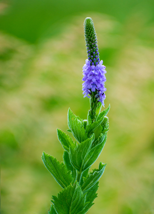 Hoary Vervain