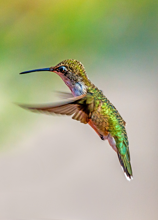 Annas Hummingbird (female), Cottonwood, AZ